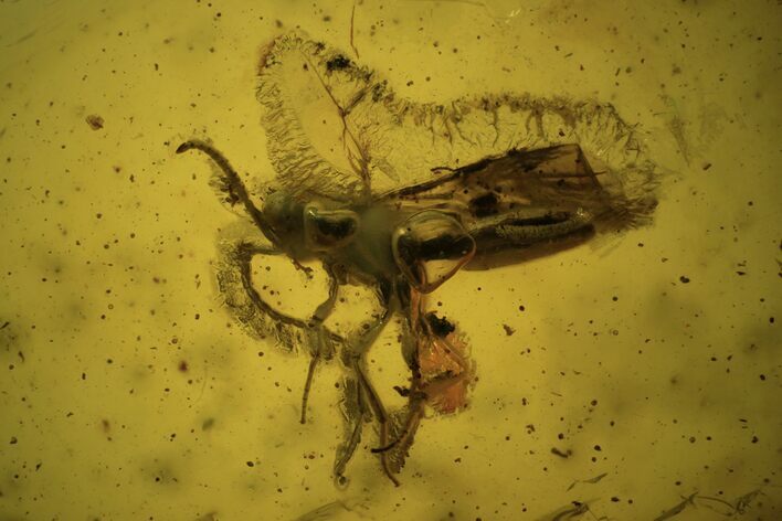 Fossil Fly (Diptera) In Baltic Amber #109513